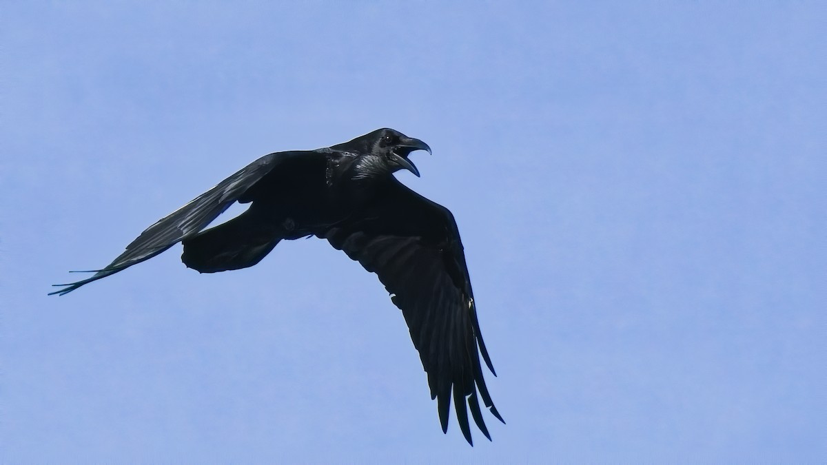 Grand Corbeau - ML645015674