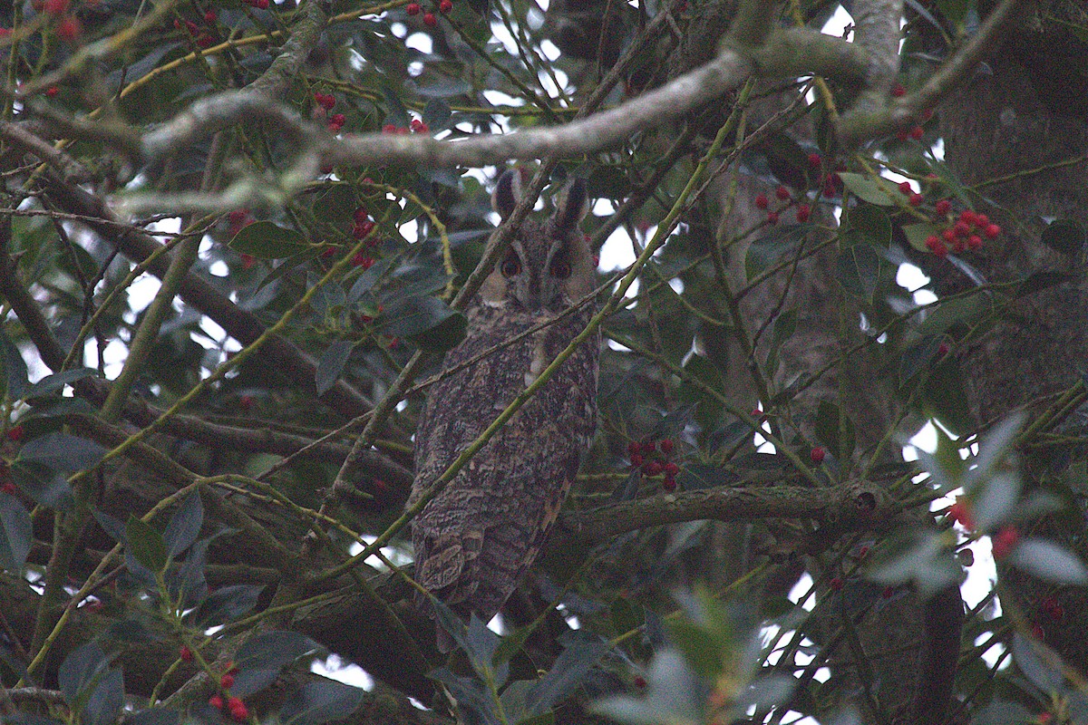 Long-eared Owl - ML645015678