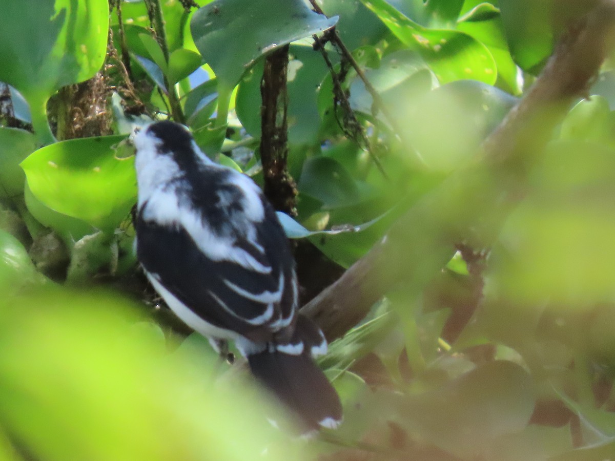 Moucherolle pie - ML645015679