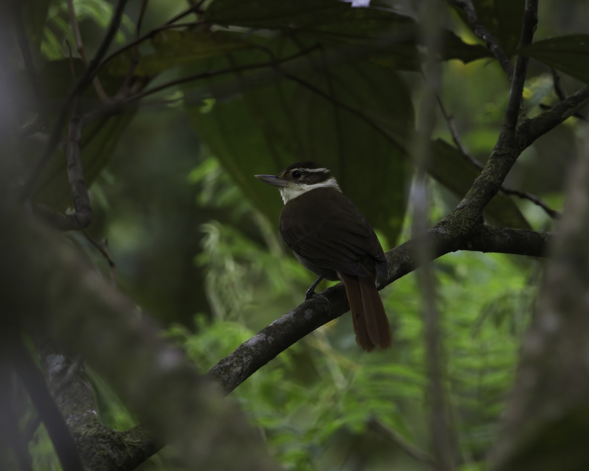 White-collared Foliage-gleaner - ML645015684