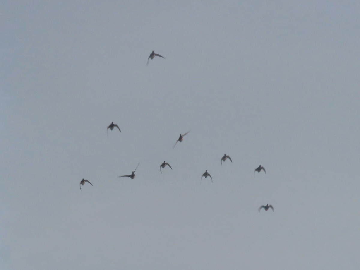 Морская чернеть - ML645015688