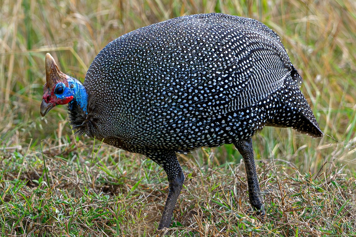 Helmeted Guineafowl - ML645015708