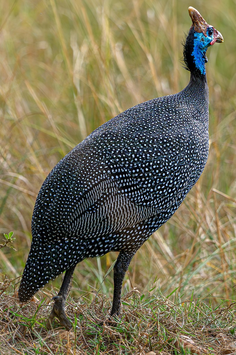 Helmeted Guineafowl - ML645015709
