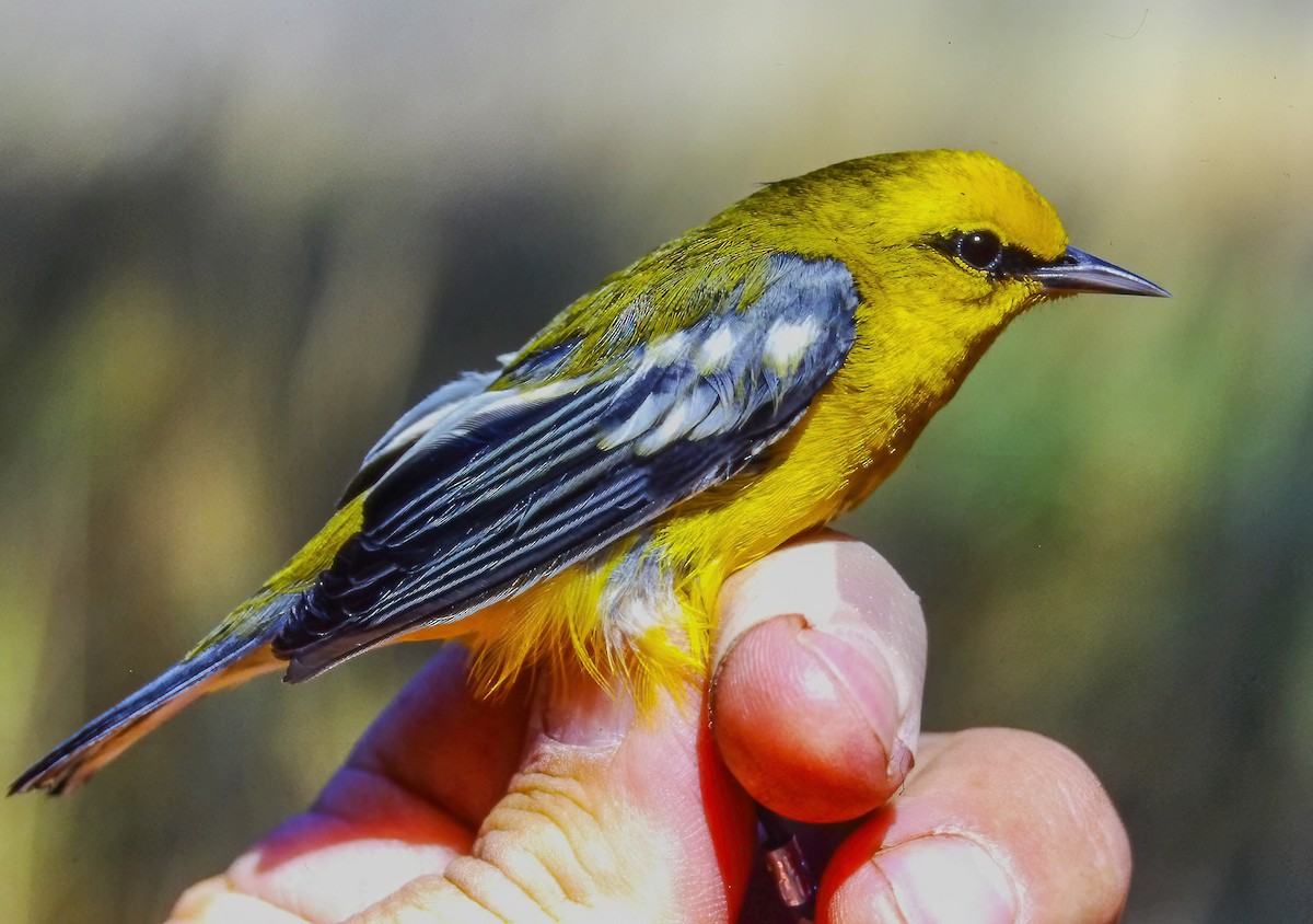Blue-winged Warbler - ML645015724