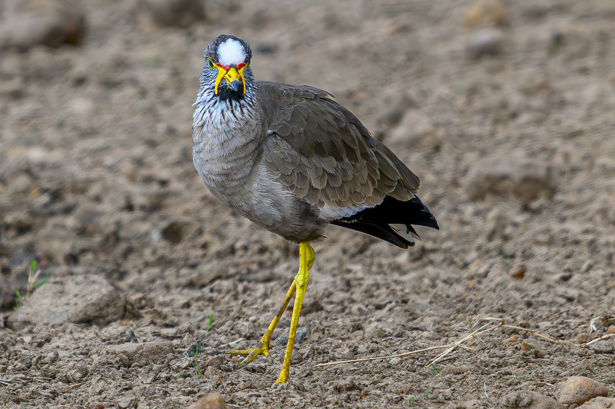 Wattled Lapwing - ML645015738