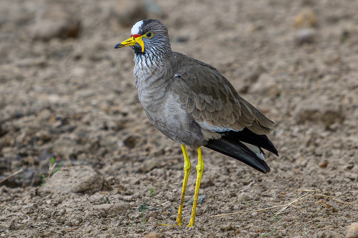 Wattled Lapwing - ML645015739