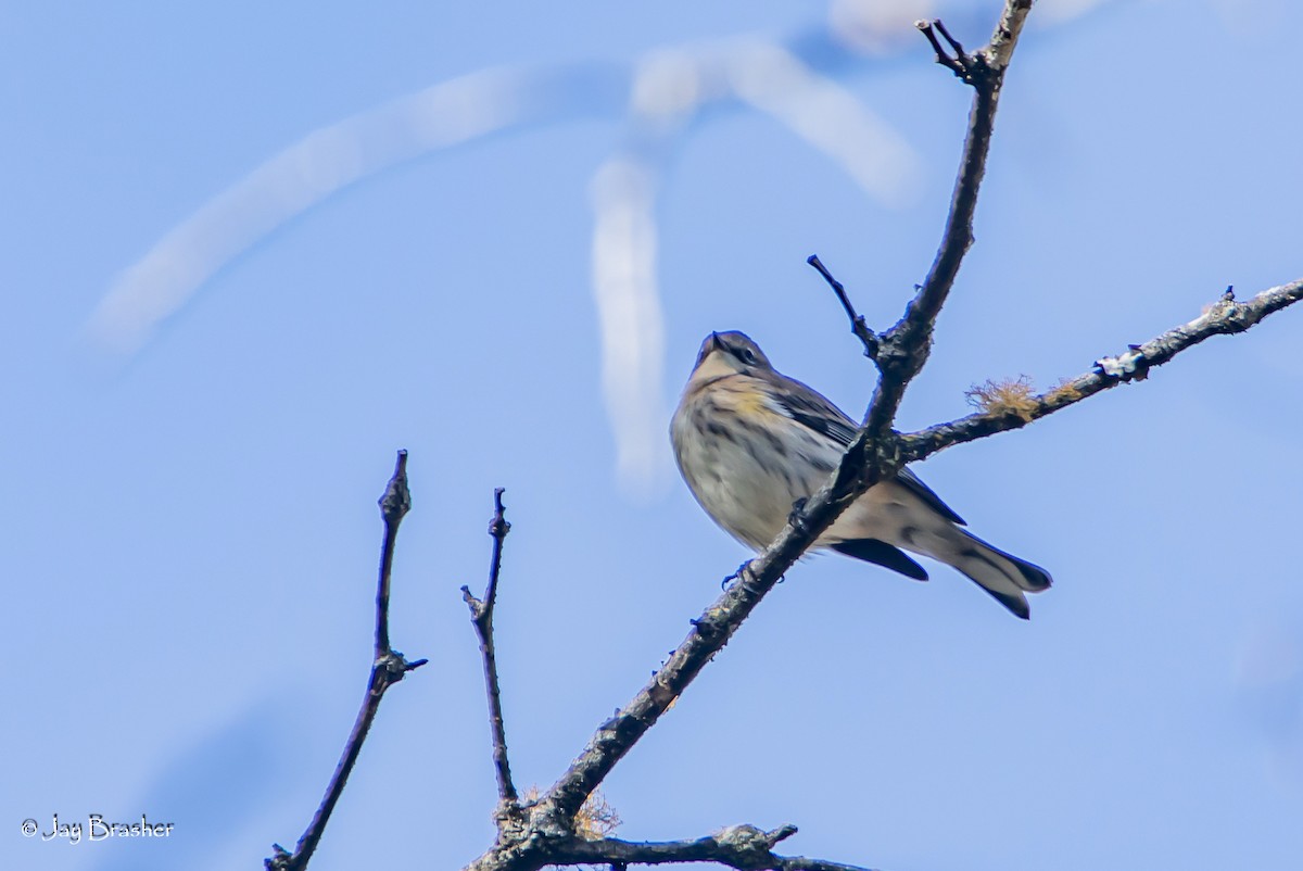 Yellow-rumped Warbler (Myrtle) - ML645015744