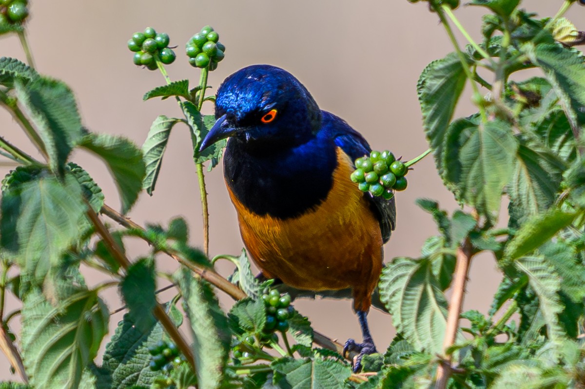 Hildebrandt's Starling - ML645015747