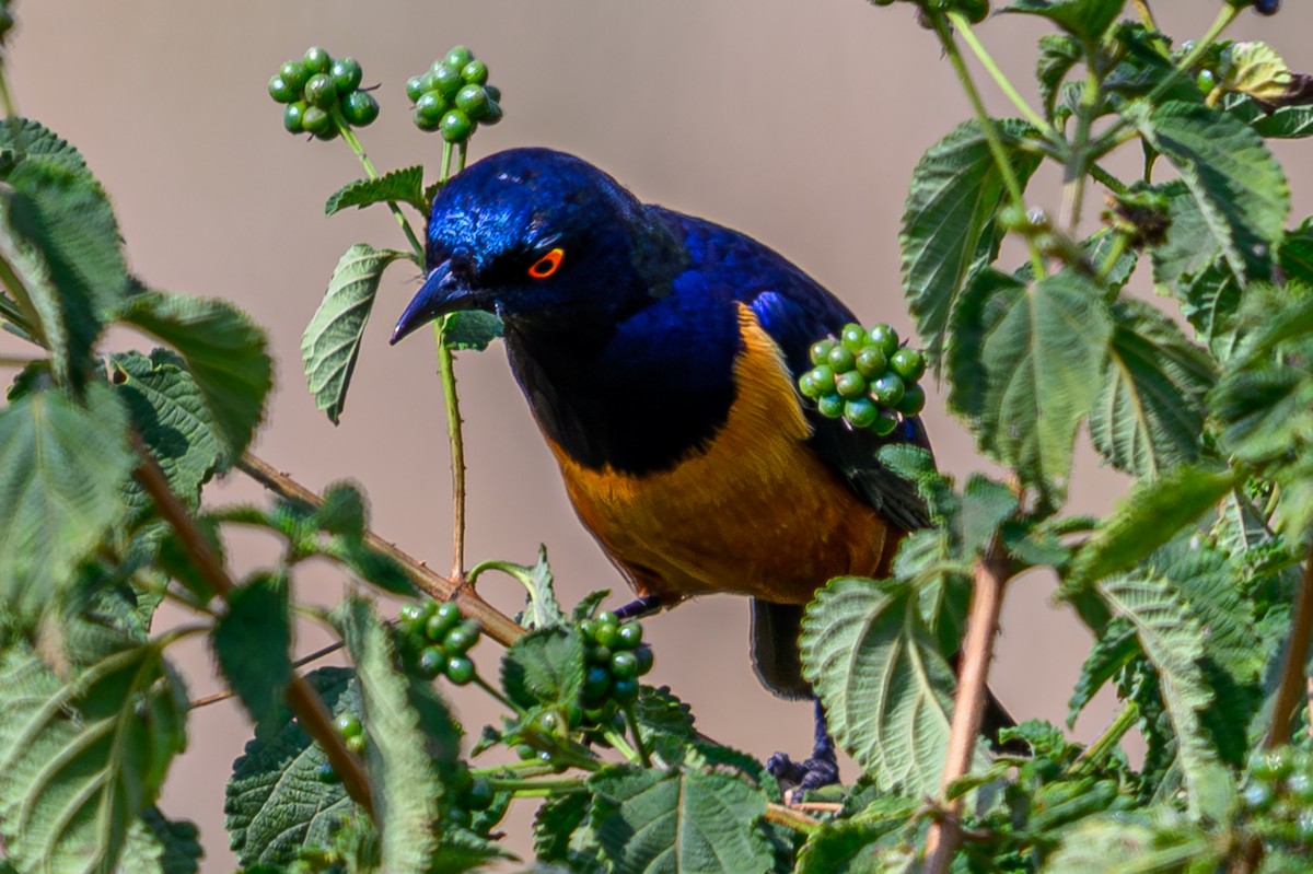 Hildebrandt's Starling - ML645015748