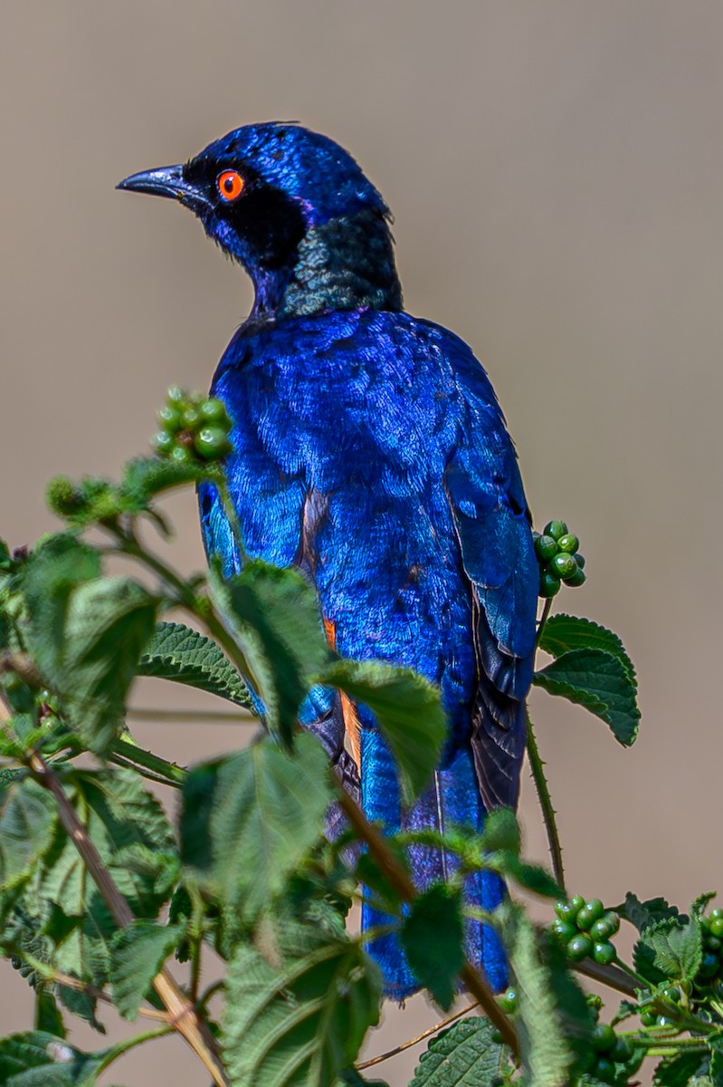 Hildebrandt's Starling - ML645015749
