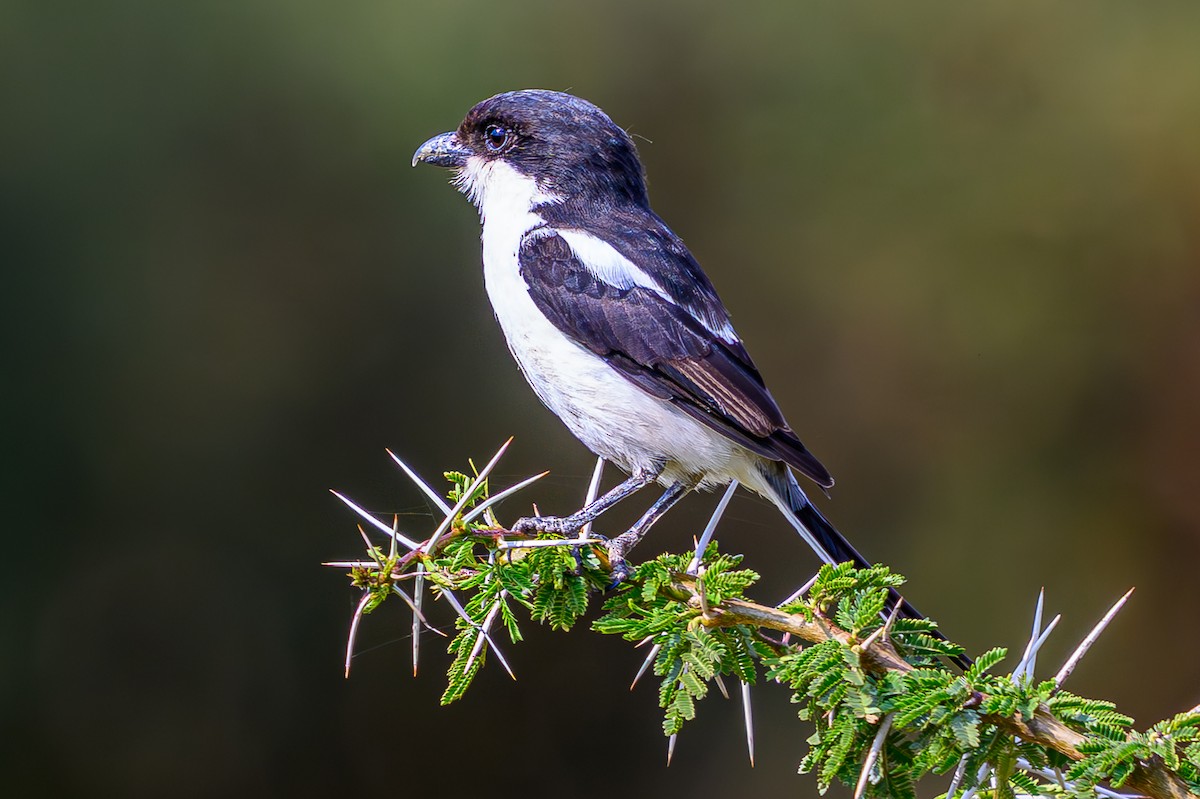 Northern Fiscal - ML645015763