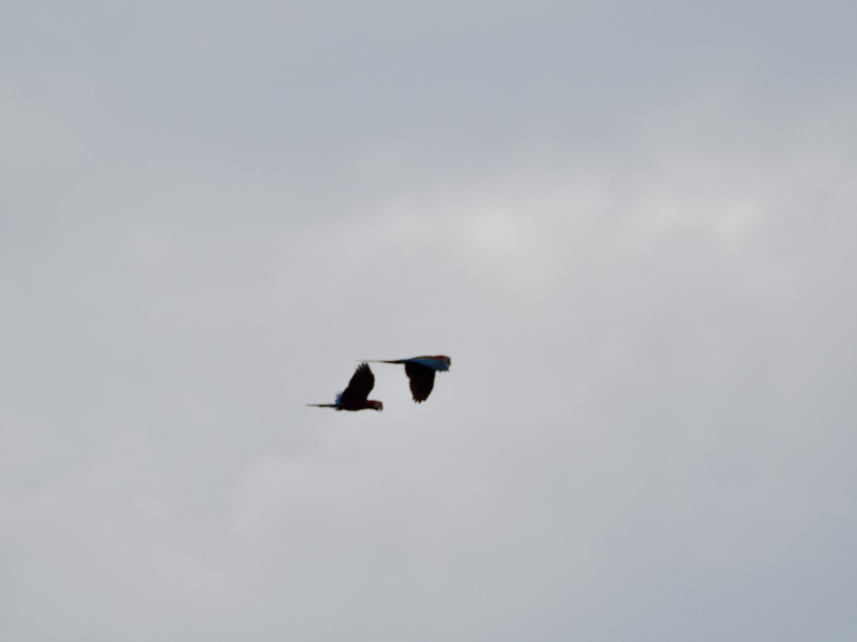 ベニコンゴウインコ - ML645015764