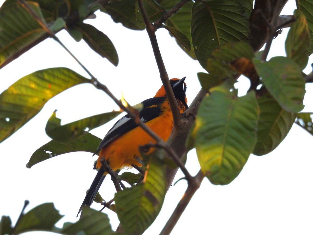Spot-breasted Oriole - ML645015771