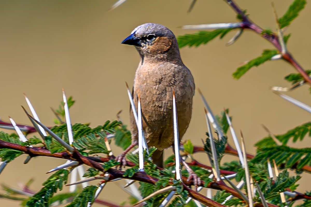 Gray-capped Social-Weaver - ML645015773