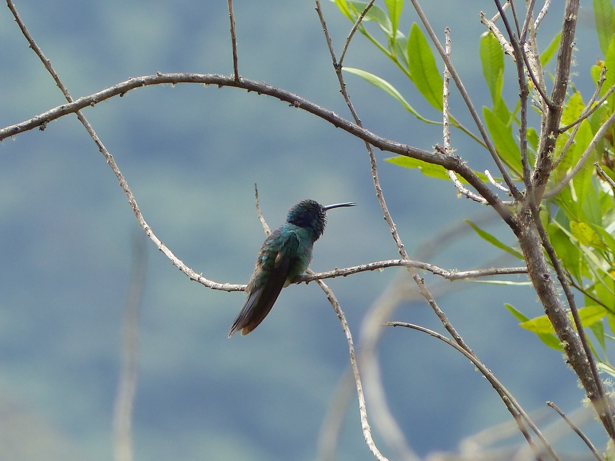 Lesser Violetear - ML645015785