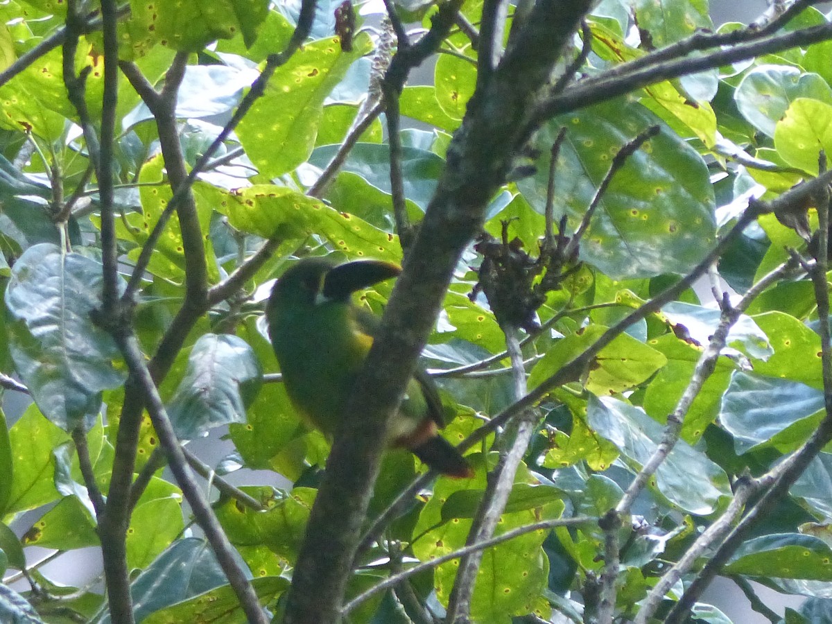 Southern Emerald-Toucanet - ML645015817
