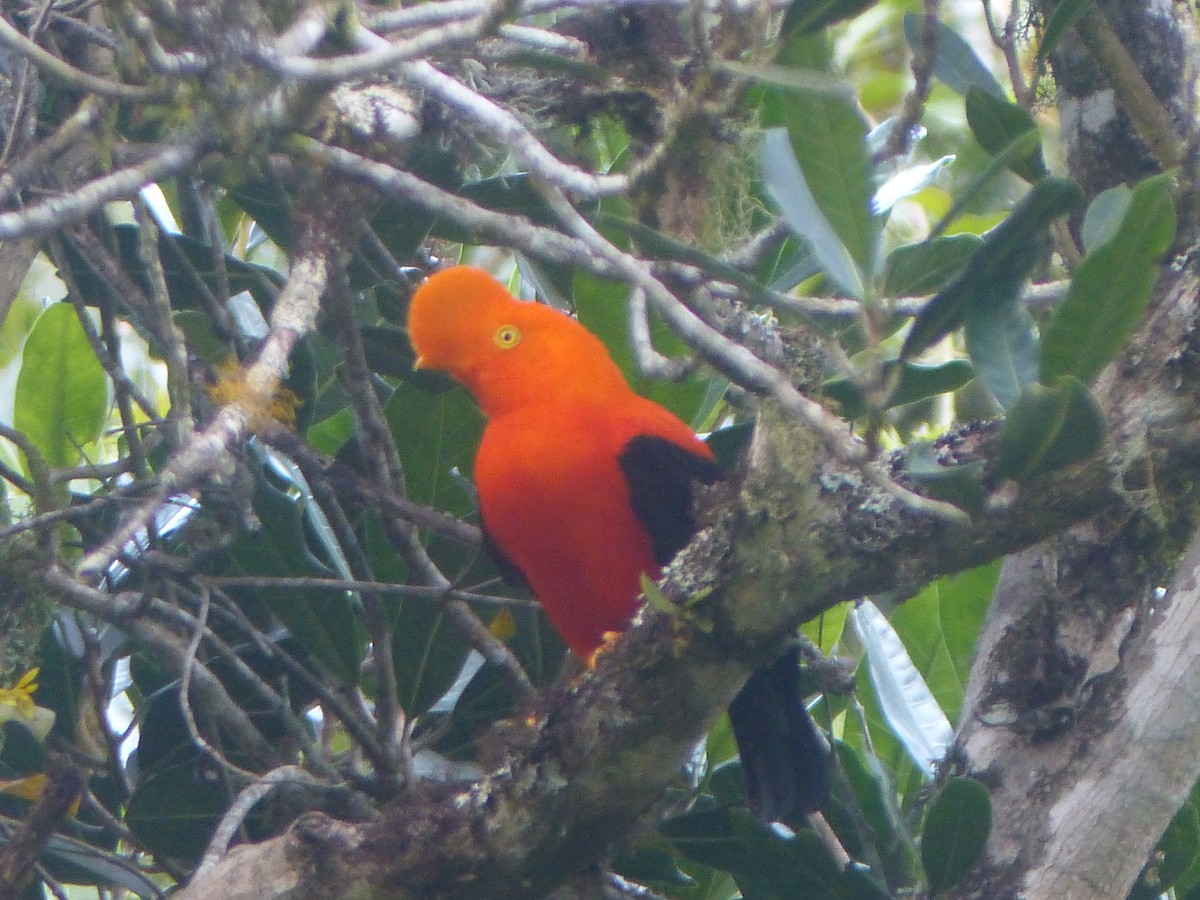 Andean Cock-of-the-rock - ML645015827
