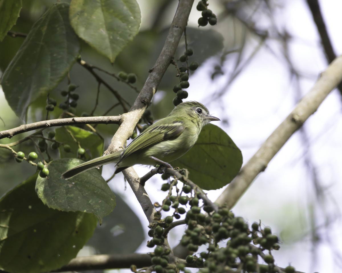 Yellow-olive Flatbill - ML645015833
