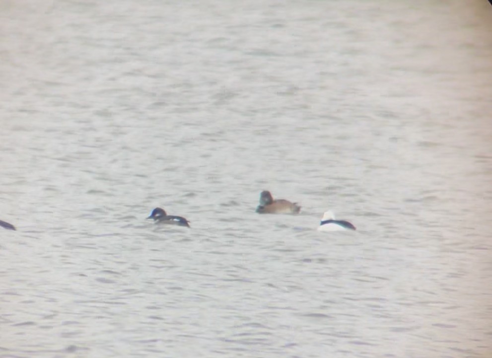 Морская чернеть - ML645015843