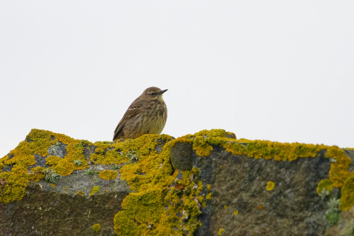Rock Pipit - ML645015844