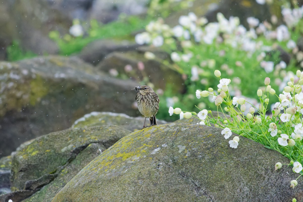 Rock Pipit - ML645015846