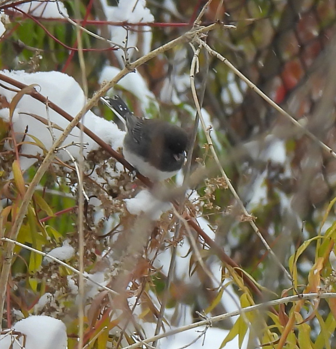 Серый юнко - ML645015849