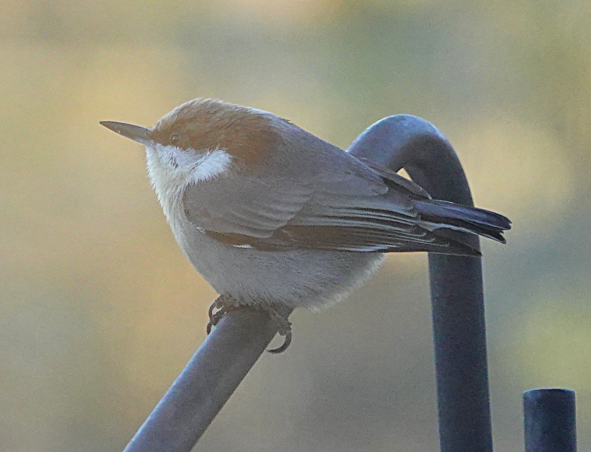 Trepador Cabecipardo - ML645015850