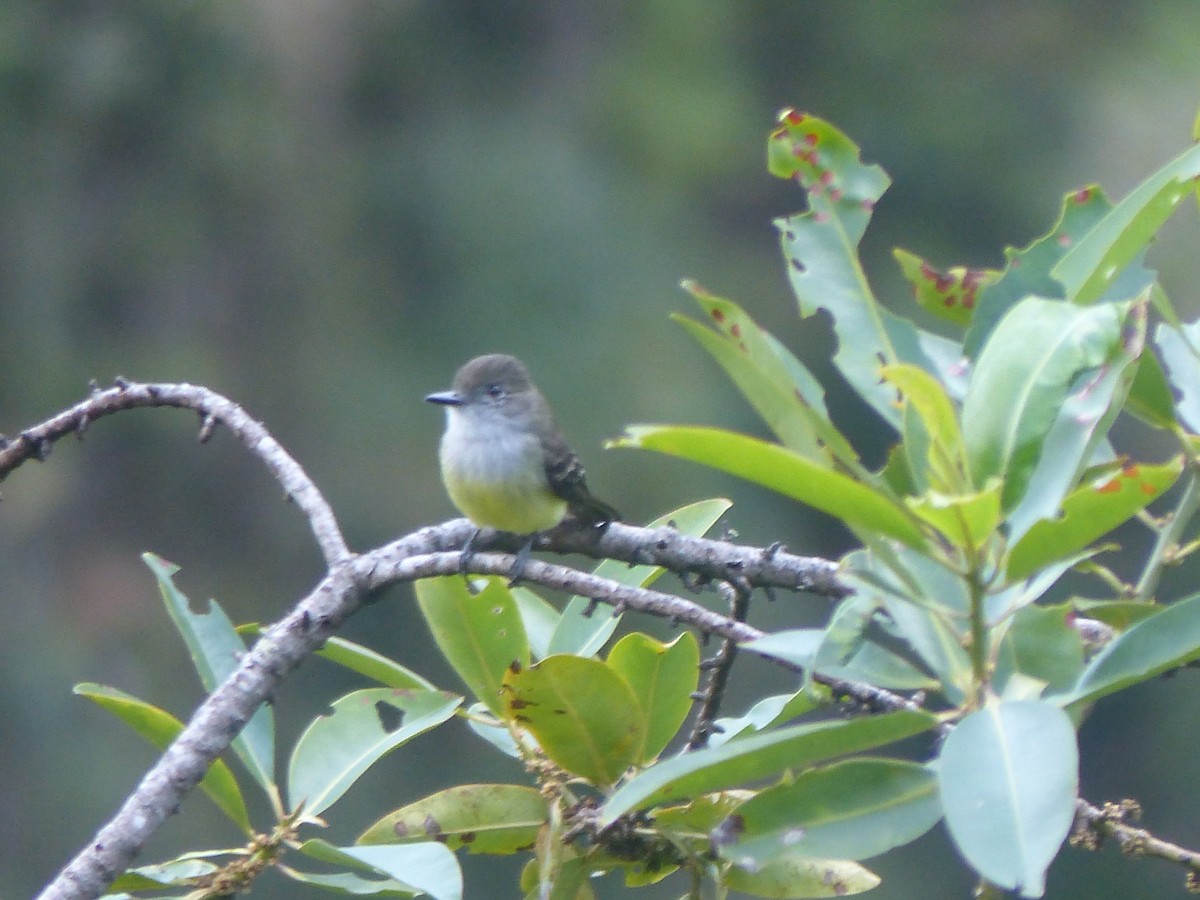 Pale-edged Flycatcher - ML645015851