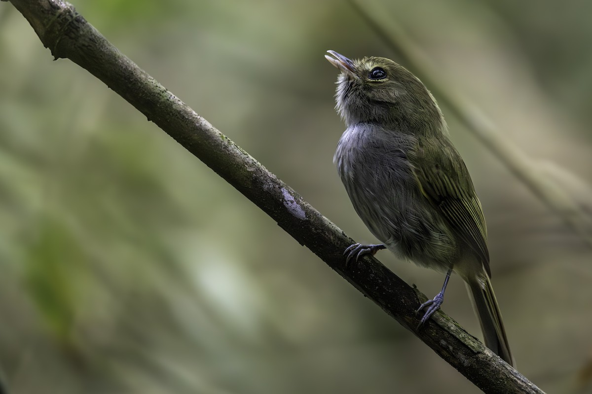 Todirostre à poitrine ombrée - ML645015875