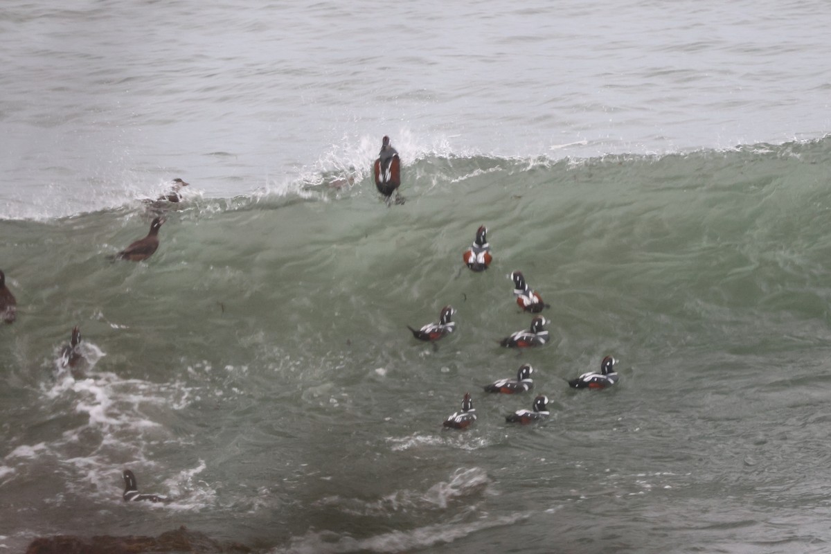 Ahate arlekina - ML645015877