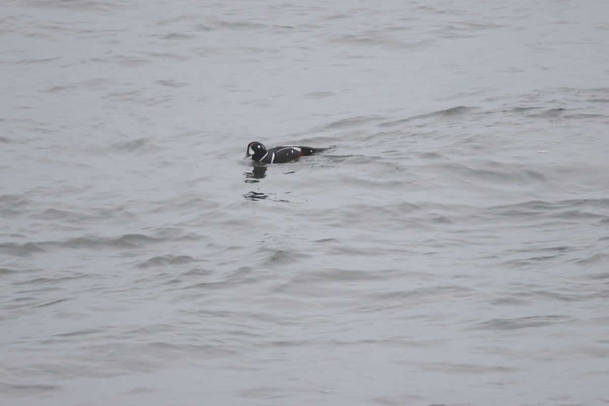 Ahate arlekina - ML645015878