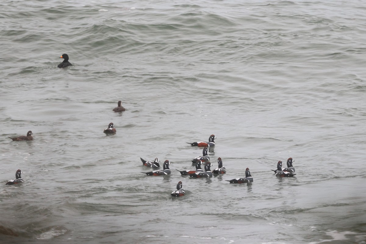 Ahate arlekina - ML645015879