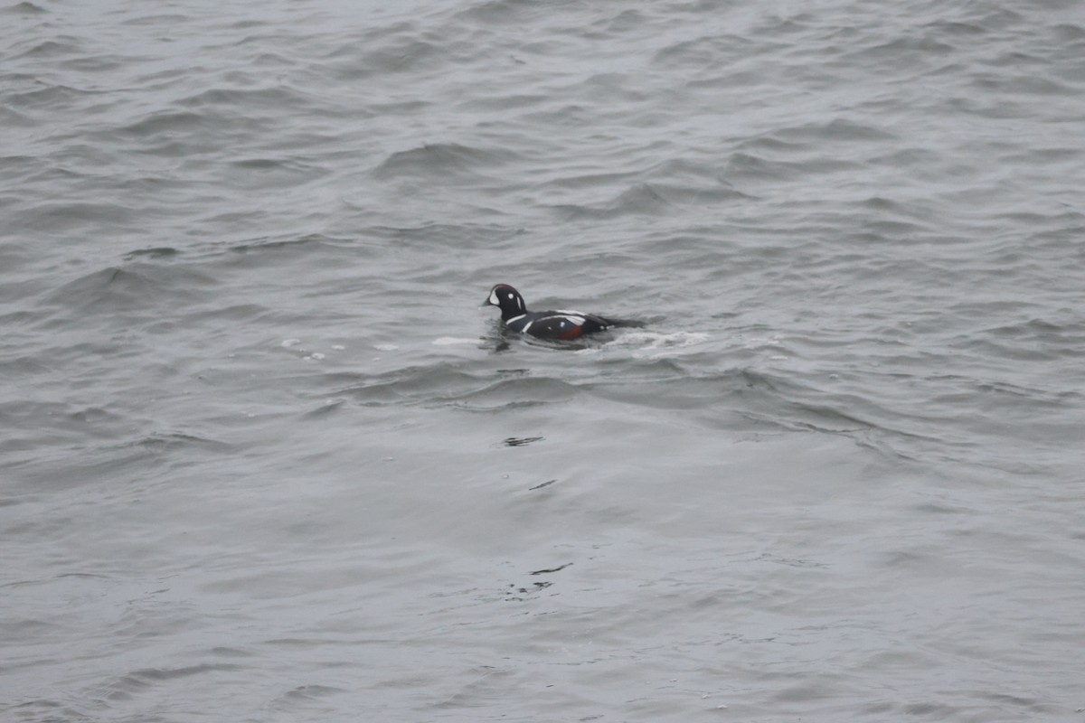 Ahate arlekina - ML645015880