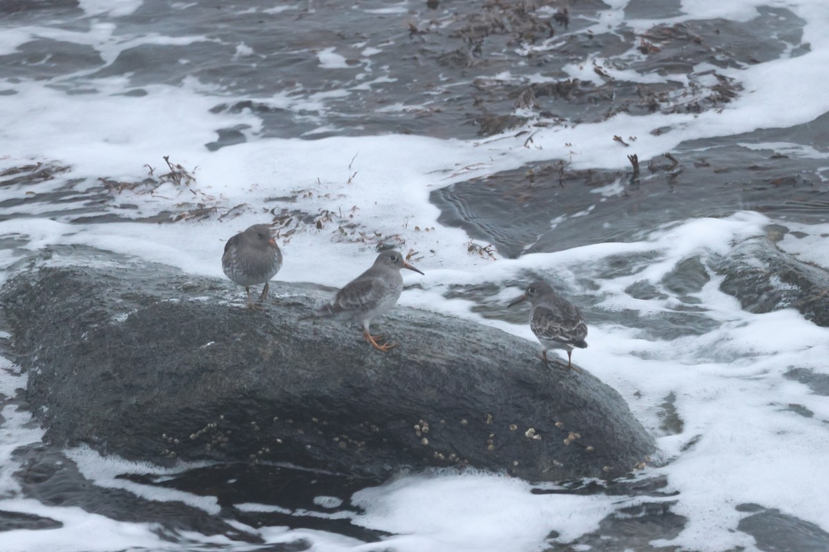Purple Sandpiper - ML645015883