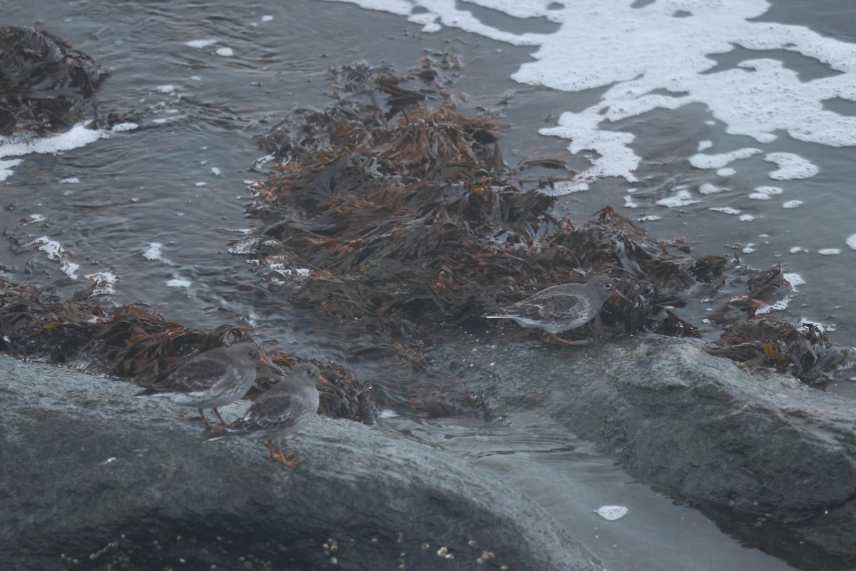 Purple Sandpiper - ML645015884