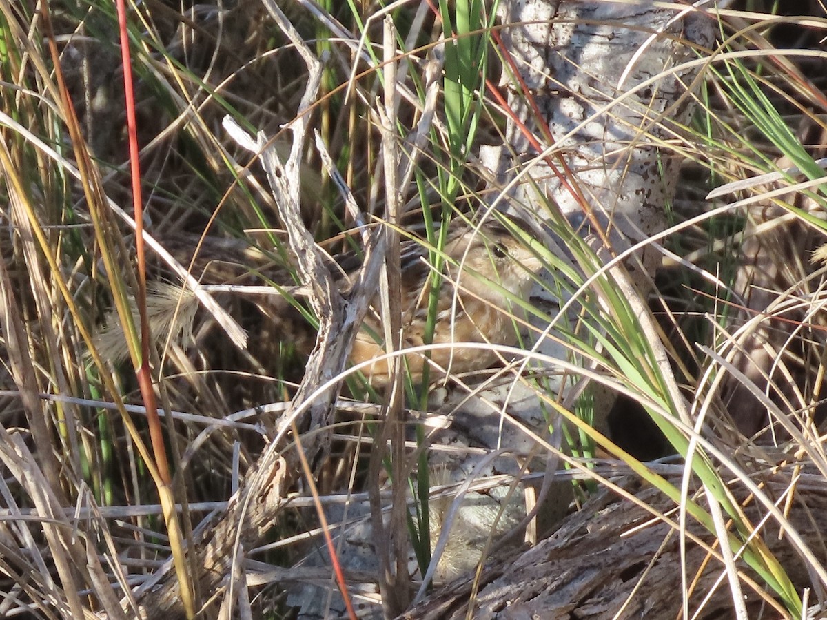 Sedge Wren - ML645015895