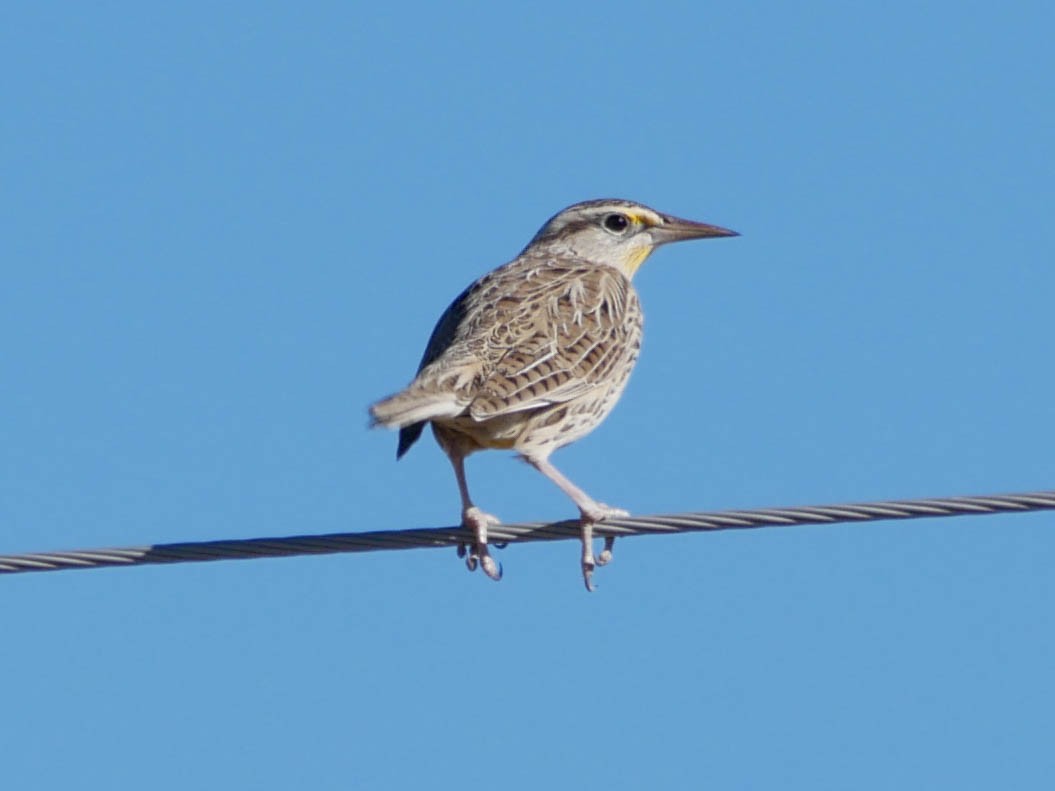 ニシマキバドリ - ML645015899