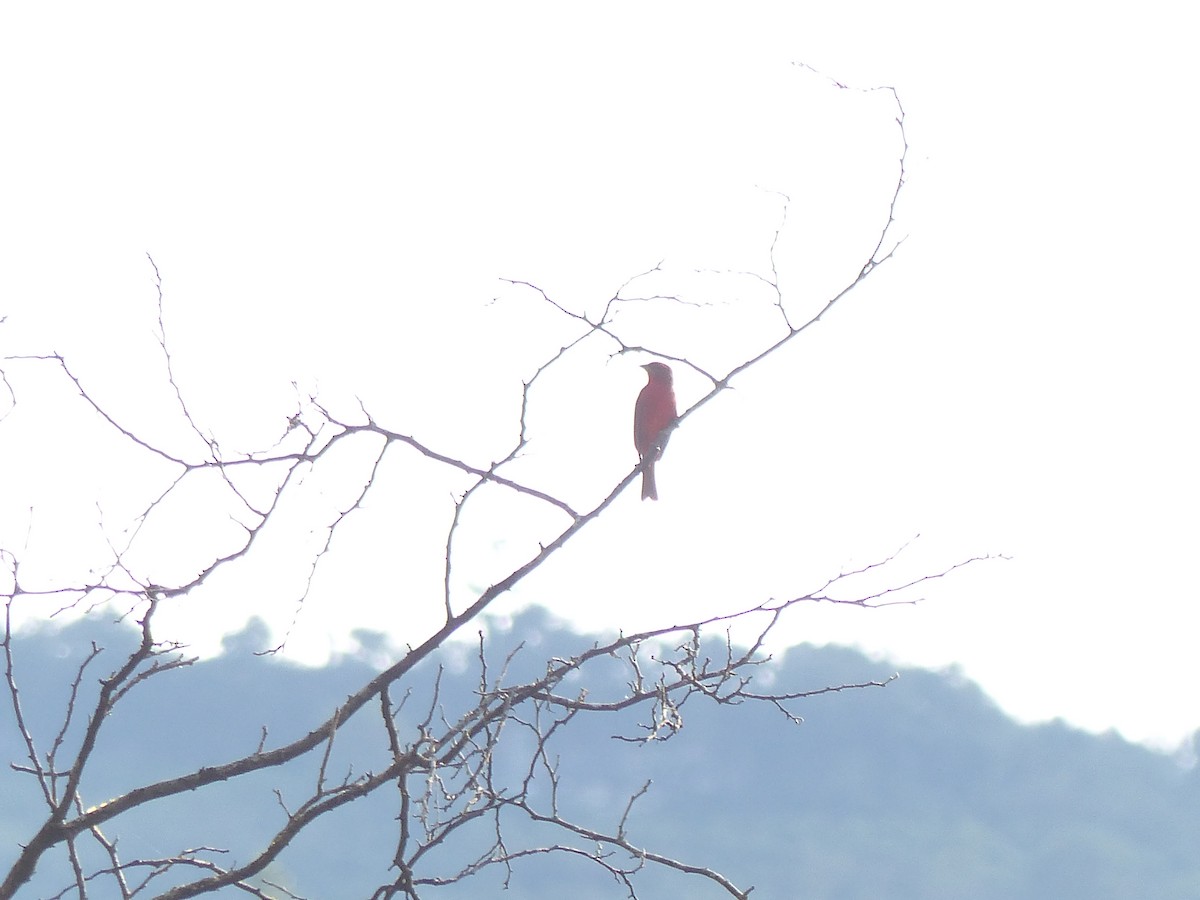 Hepatic Tanager - ML645015910