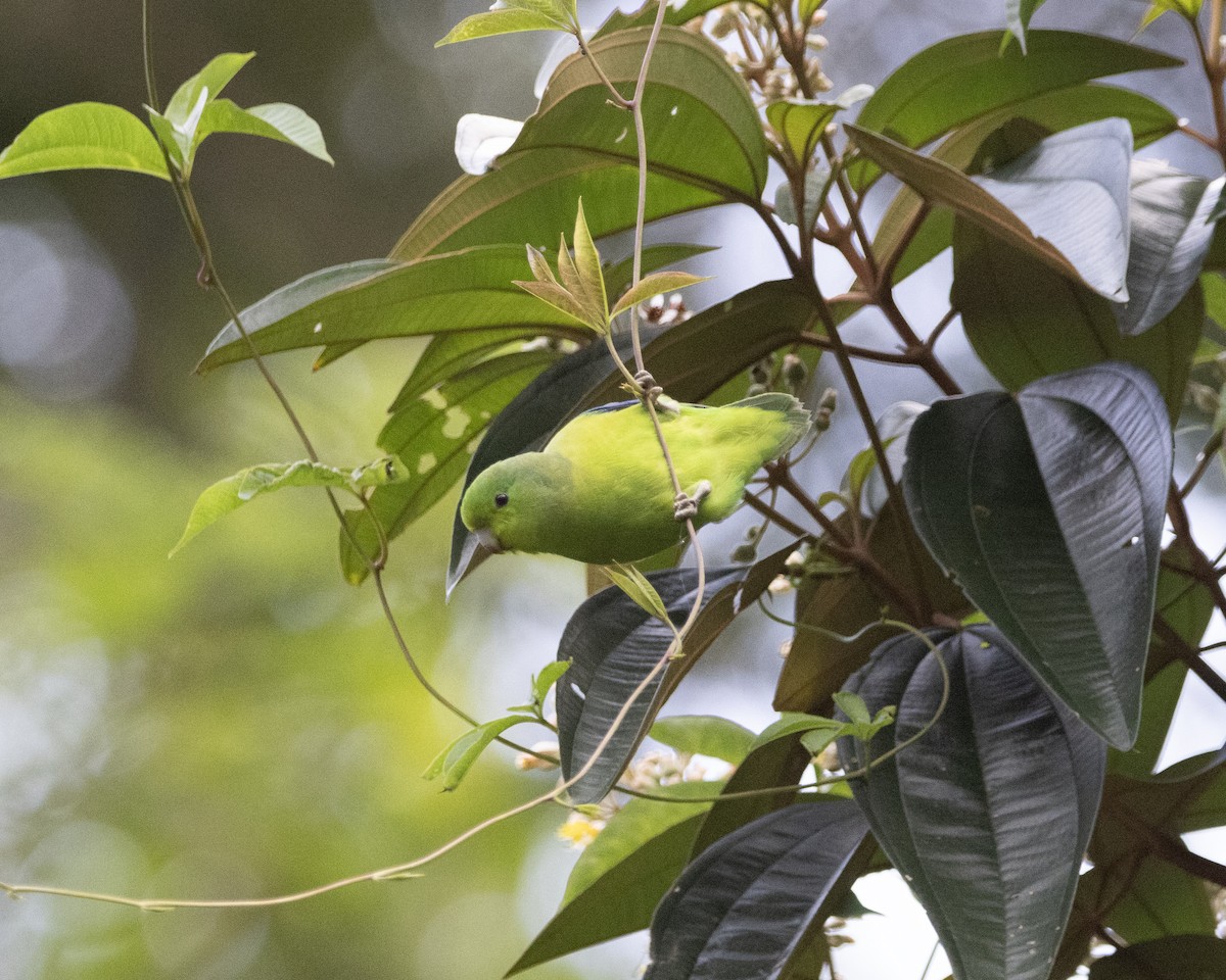 Cobalt-rumped Parrotlet - ML645015912