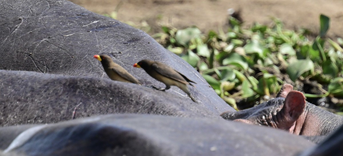 Yellow-billed Oxpecker - ML645015929