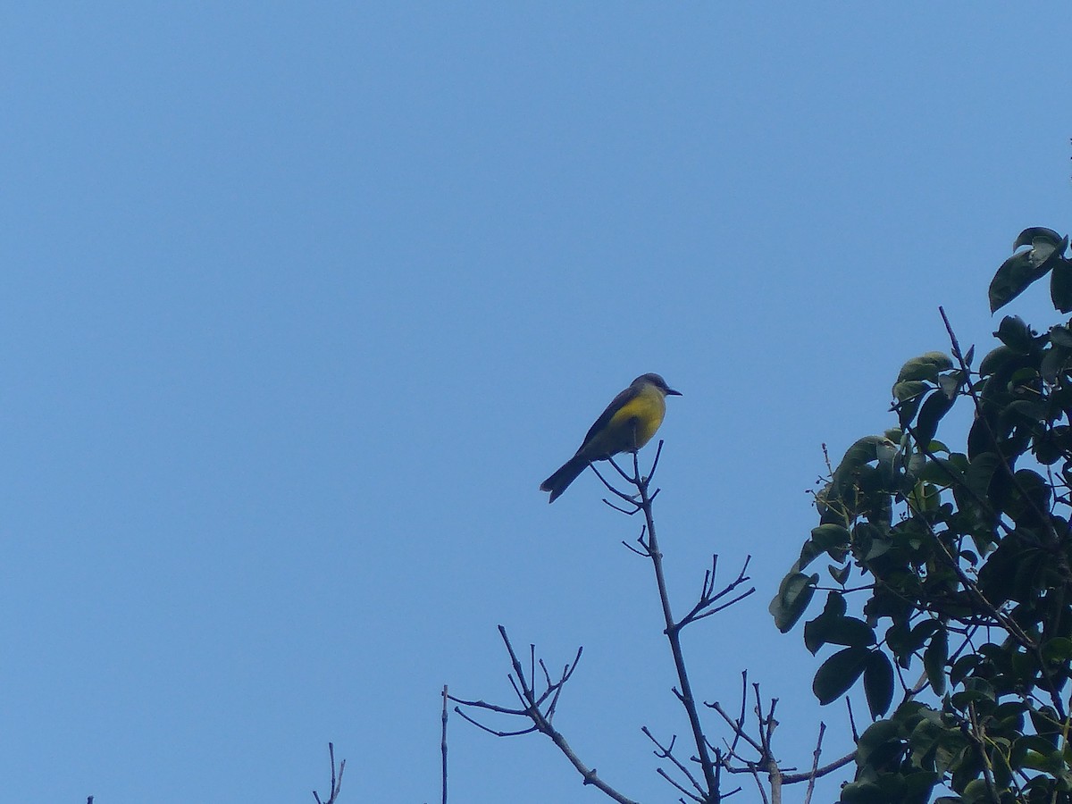 Tropical Kingbird - ML645015936