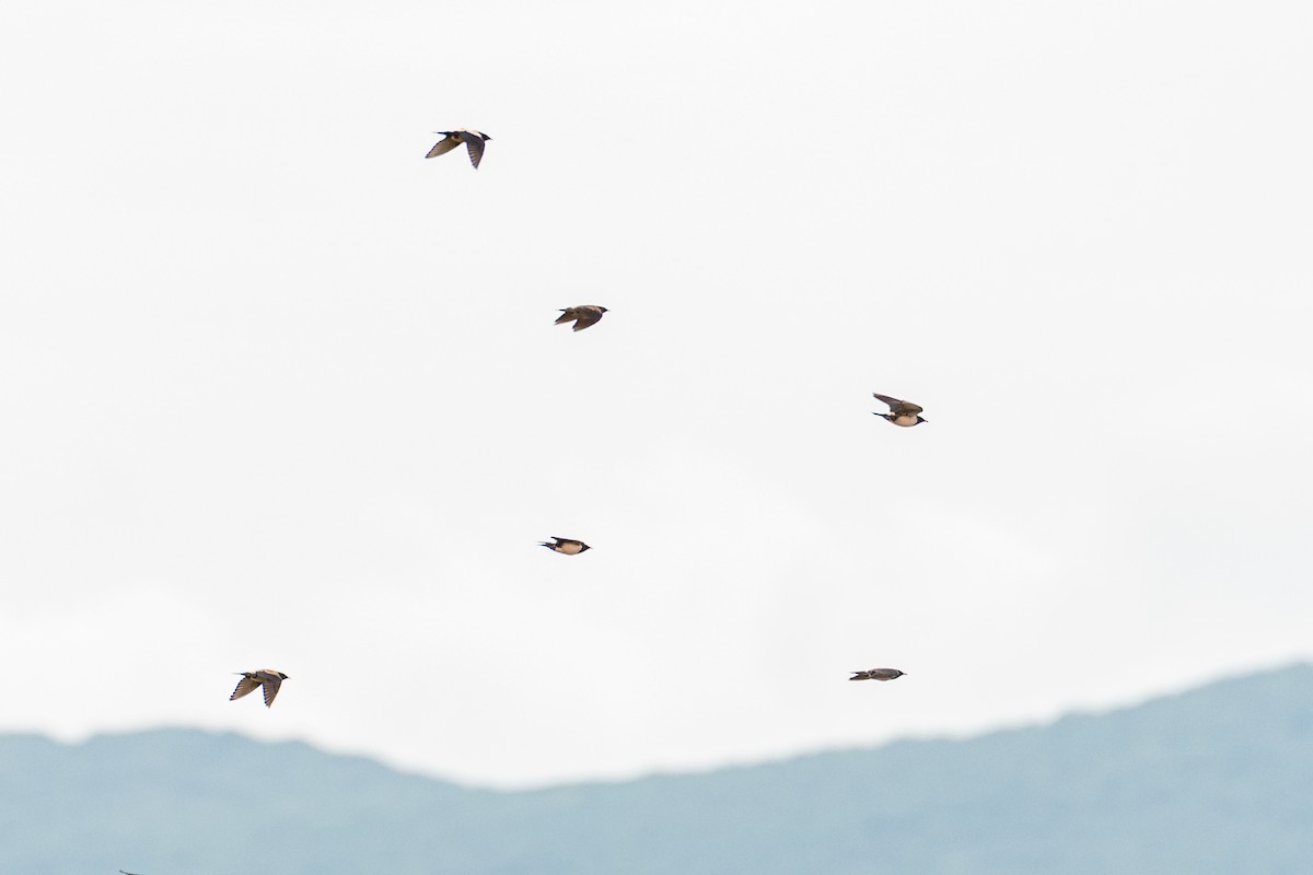 Rosy Starling - ML645015939