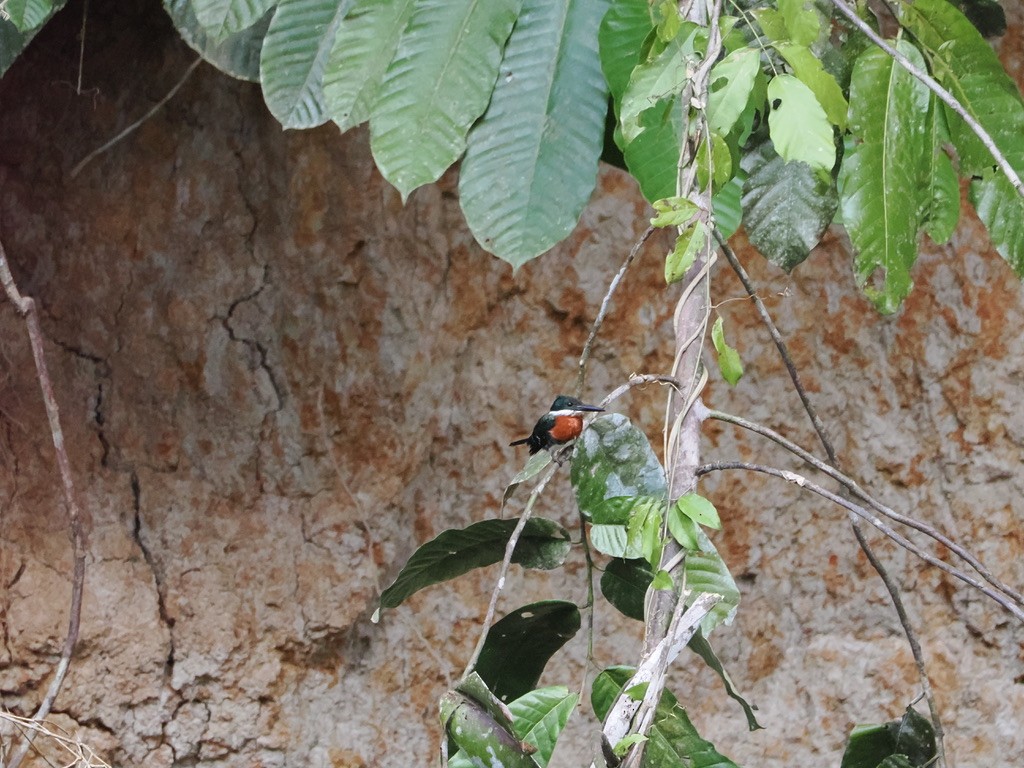 ミドリヤマセミ - ML645015957