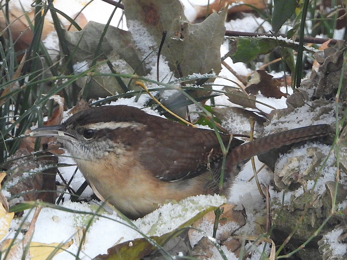Carolina Wren - ML645015963