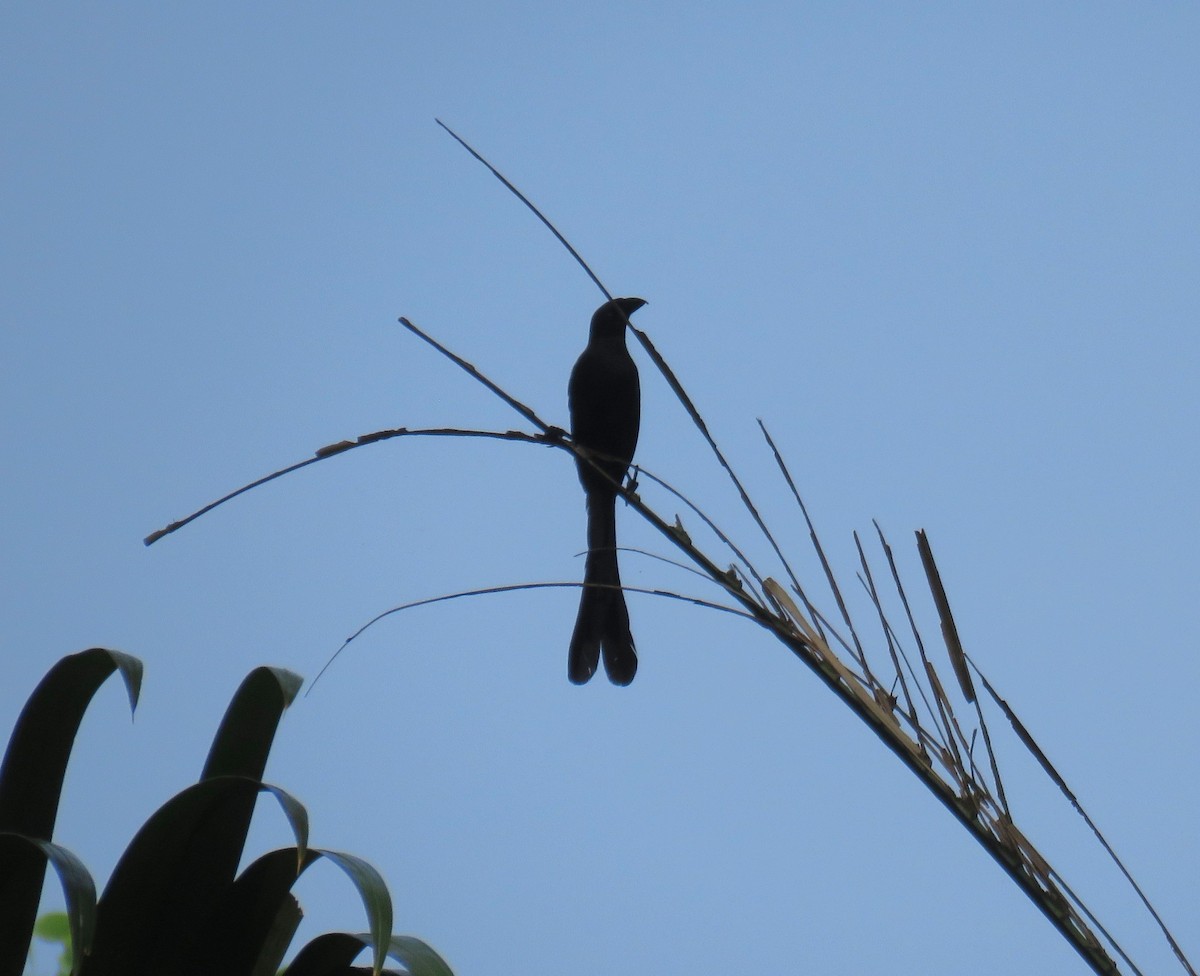 Racket-tailed Treepie - ML645015964