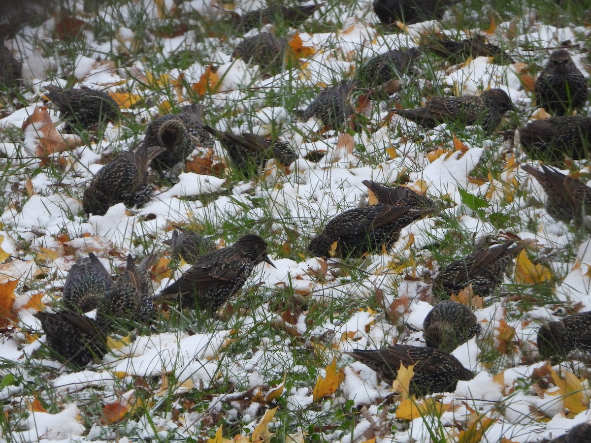 European Starling - ML645015970