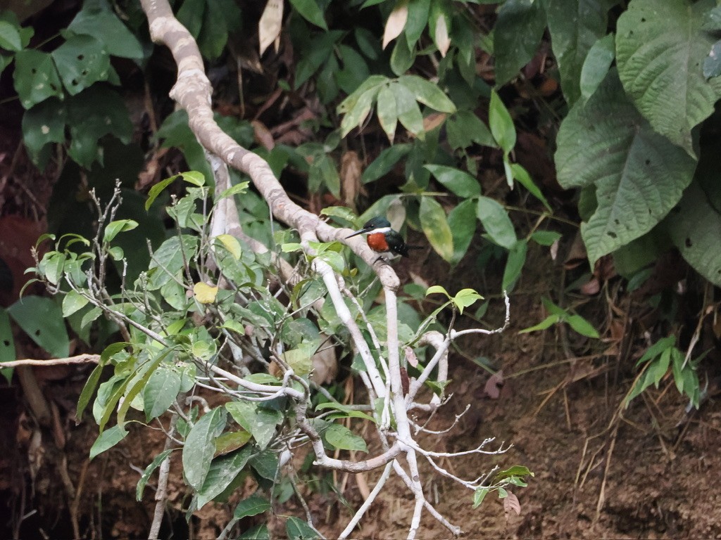 ミドリヤマセミ - ML645015971