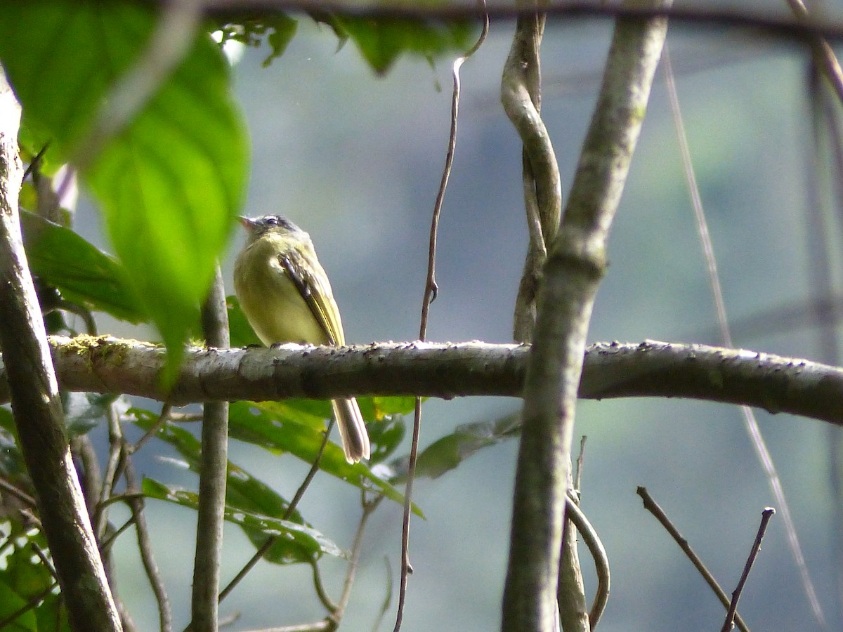 Black-capped Tyrannulet - ML645015976