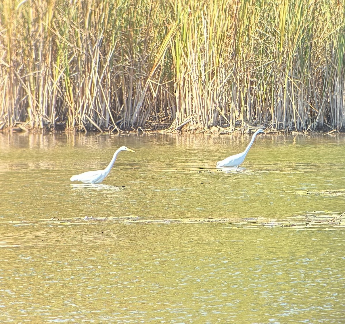 Great Egret - ML645015987