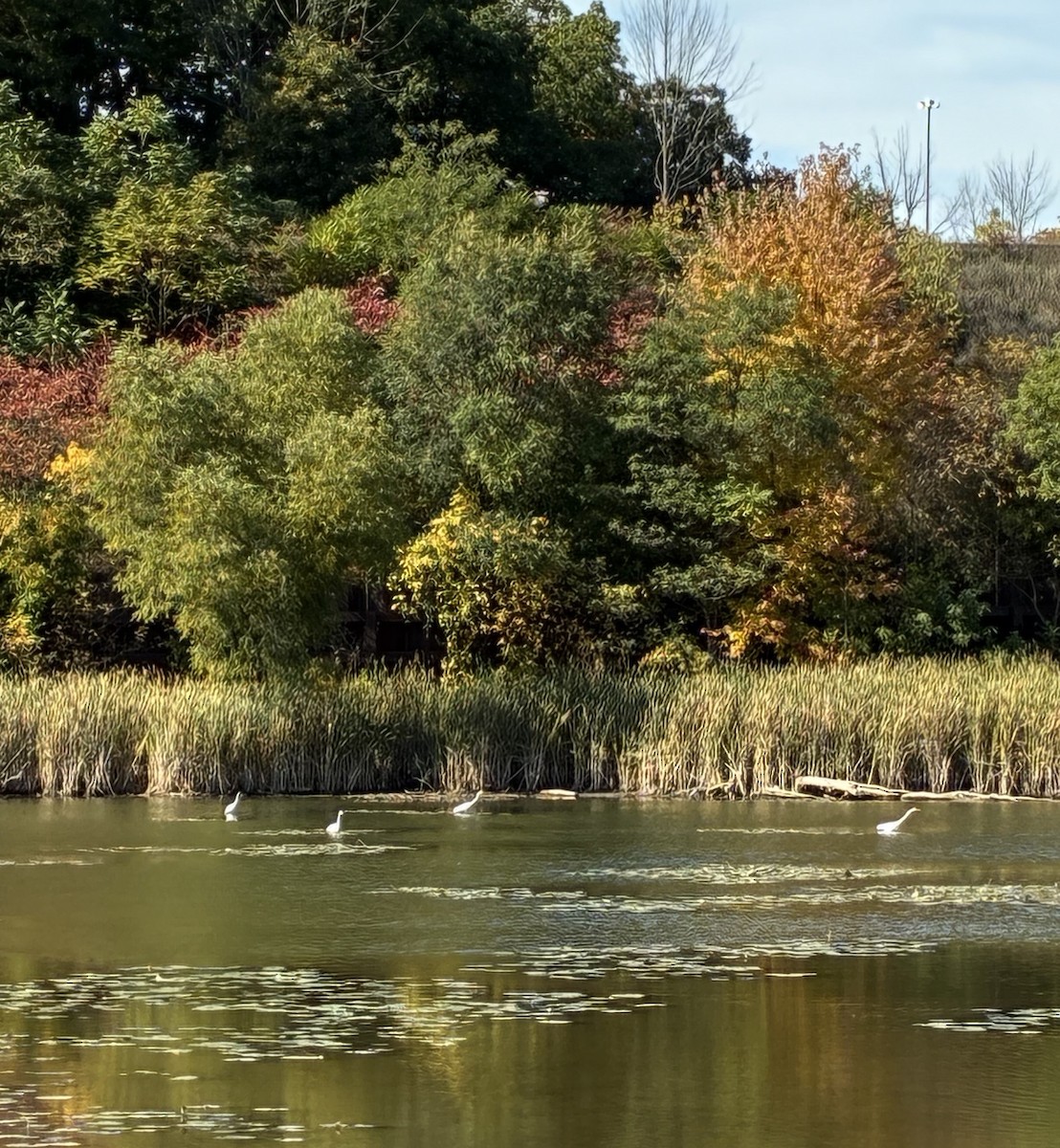 Great Egret - ML645015989